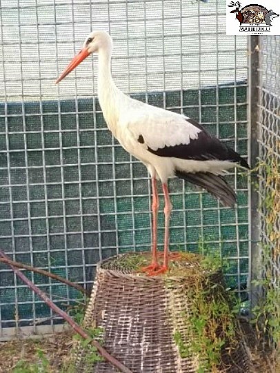 cicogna ADOZIONI