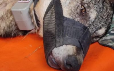 Il lupo torna in libertà