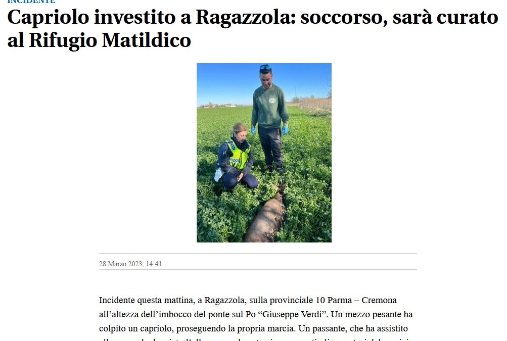 Capriolo investito a Ragazzola (PR)