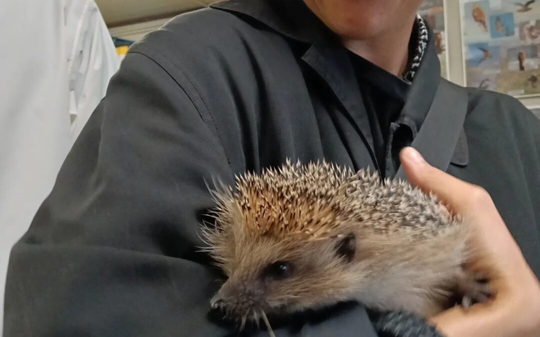 Da Napoli a San Polo per poterlo reintegrare in natura