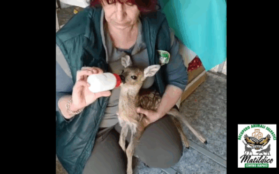 I video di aprile degli animali arrivati al CRAS