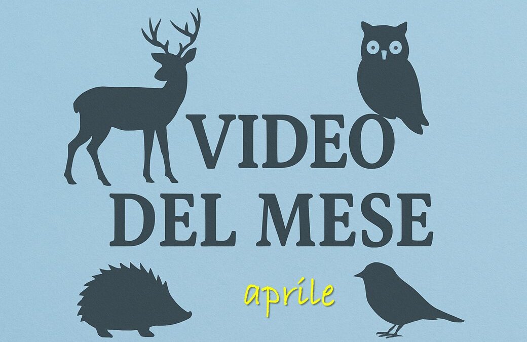 I video di aprile degli animali arrivati al CRAS