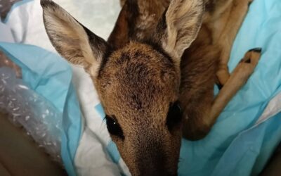 Un messaggio importante per chi ama gli animali: non raccogliete i cuccioli di capriolo!