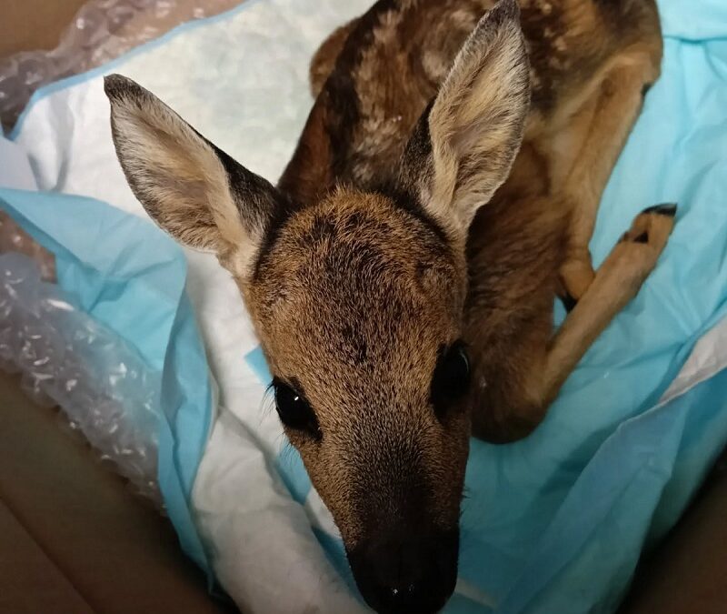 Un messaggio importante per chi ama gli animali: non raccogliete i cuccioli di capriolo!