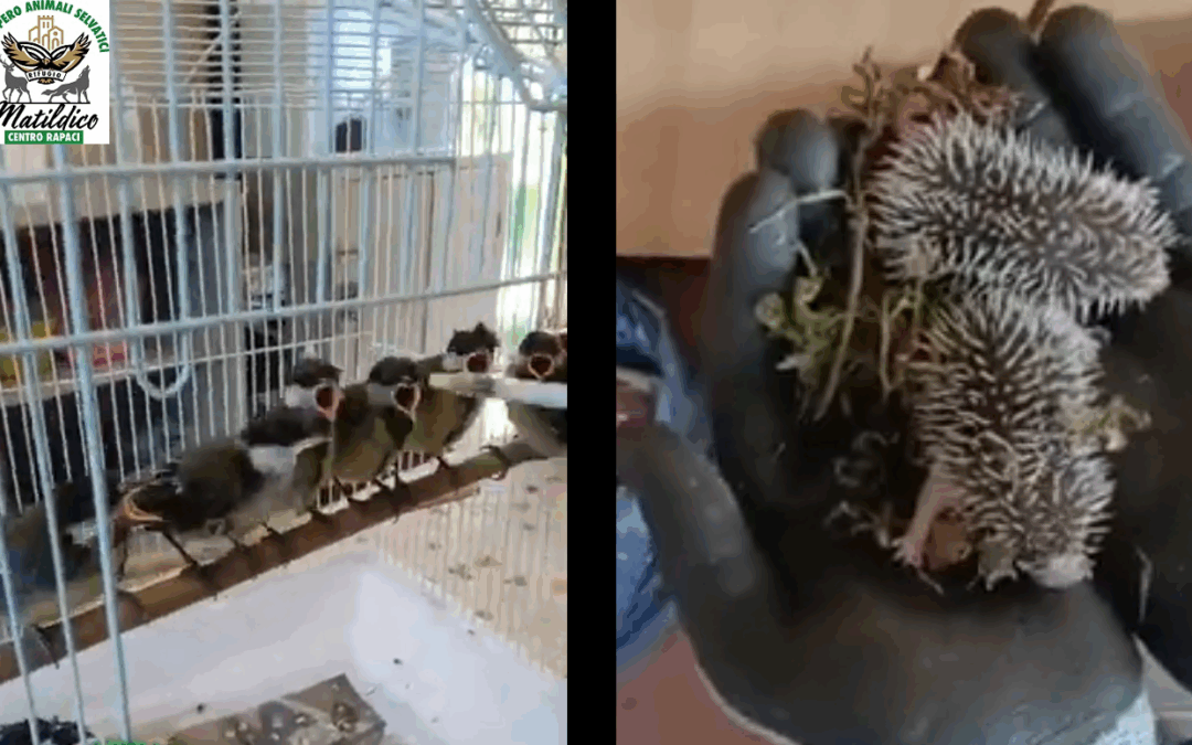 I video del CRAS di maggio