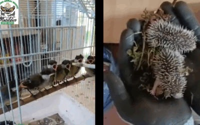 I video del CRAS di maggio