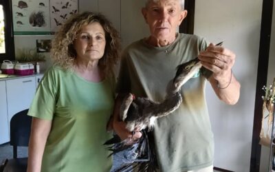L’airone cinerino e il suo becco come arma di difesa