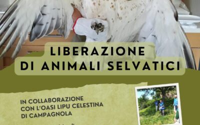 Liberazione all’Oasi Lipu Celestina