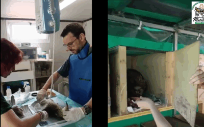 I video del CRAS di giugno