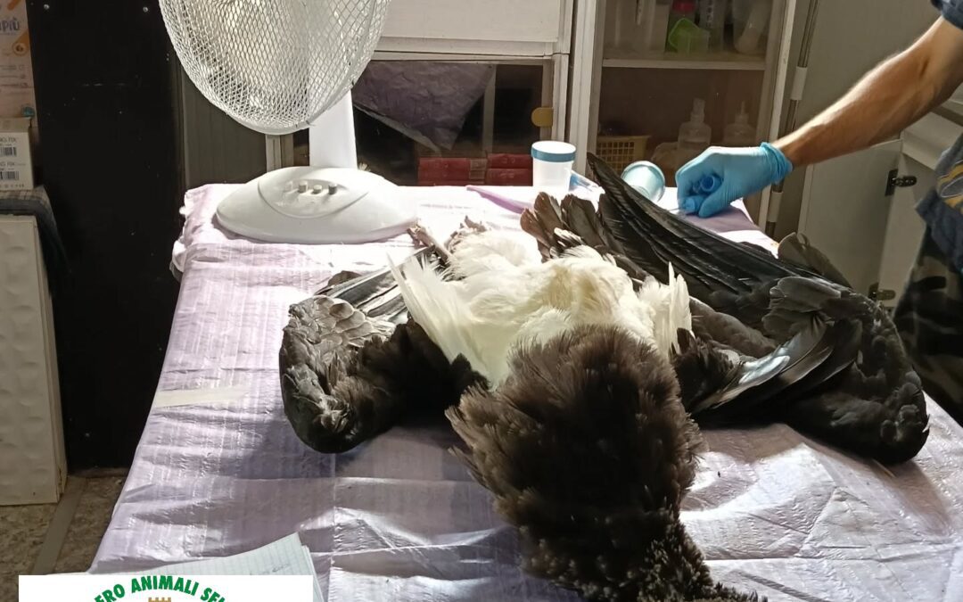 Recuperato una cicogna nera a Gavasseto di Reggio Emilia