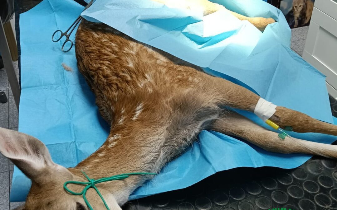 Zampa posteriore amputata, ma tanta speranza per il futuro