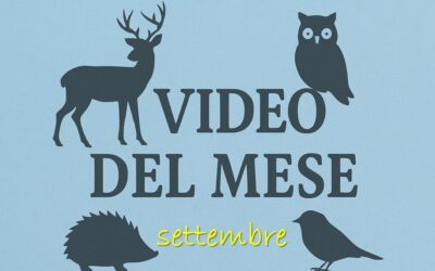 I video del CRAS di settembre