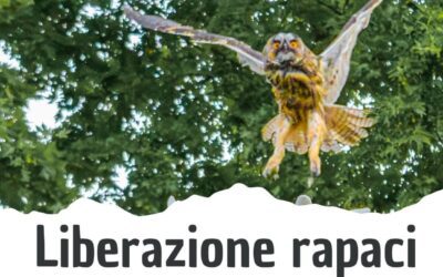 Liberazione rapaci al Parco di Marano