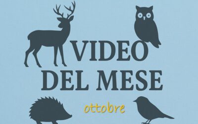 I video del CRAS di ottobre