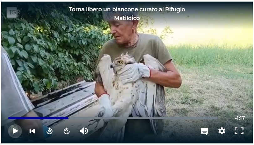 “Torna libero un biancone curato al Rifugio Matildico”: intervista di  Nelson Bova (TGR Emilia Romagna)