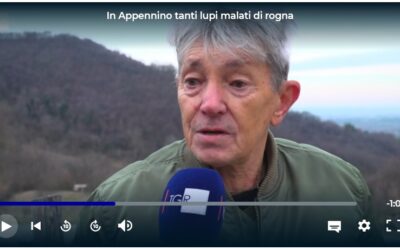 “In Appennino tanti lupi malati di rogna”: intervista di Luca Ponzi (TGR Emilia Romagna)