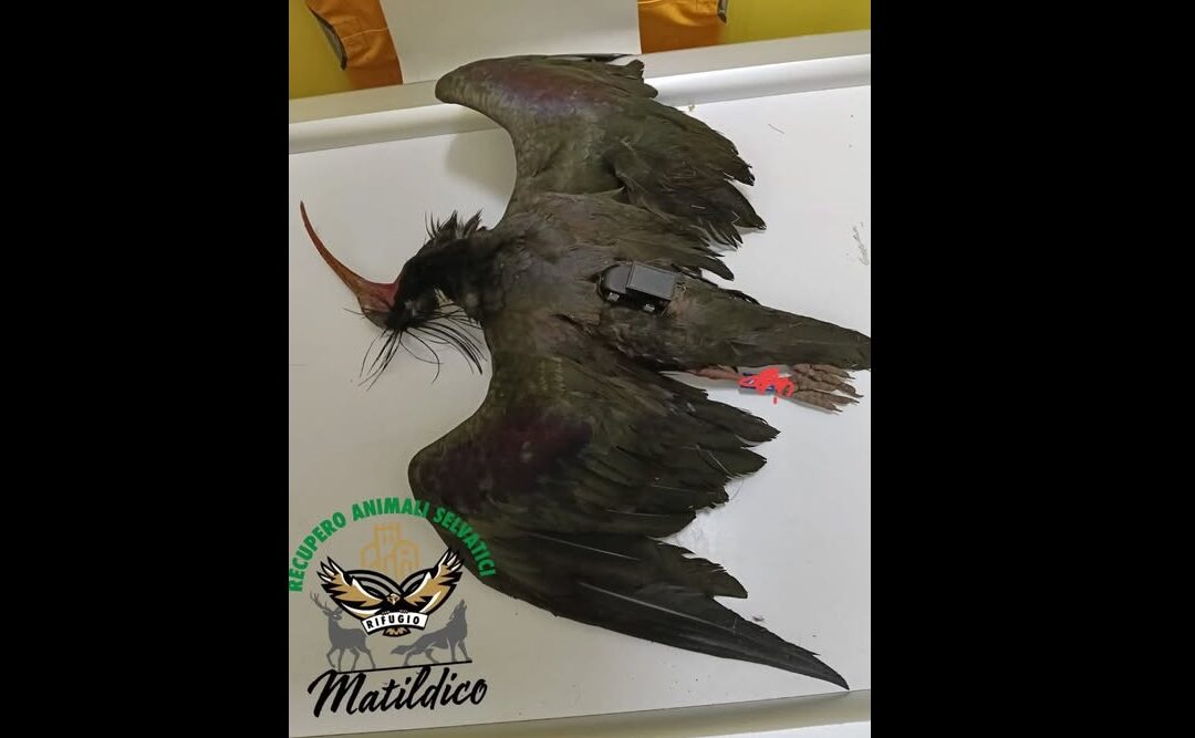 Ritrovato un Ibis ememita