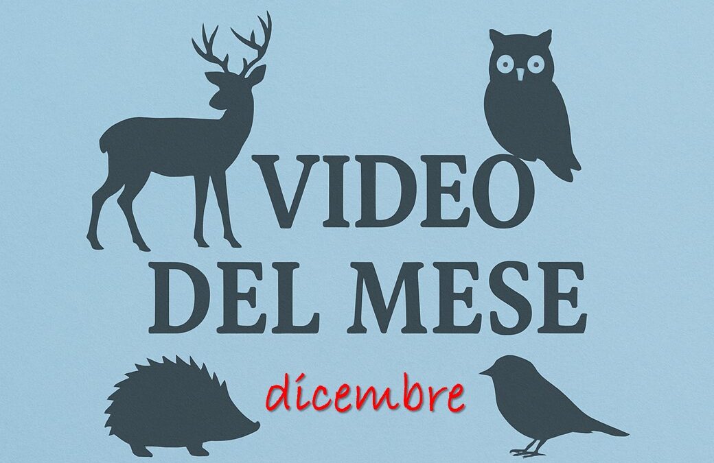I video del CRAS di dicembre
