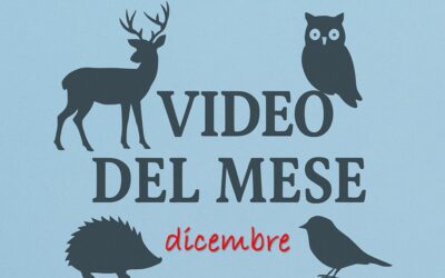 I video del CRAS di dicembre