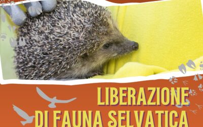 LIBERAZIONE DI FAUNA SELVATICA a Casalgrande