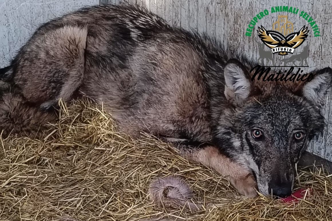 20260405 - Buona Pasqua