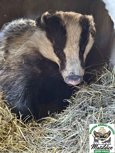 26.adozioni_HEATHCLIFF