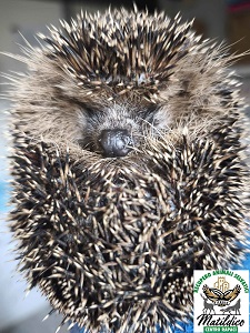 26.adozioni_VIOLETTA