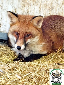 26.adozioni_valentino