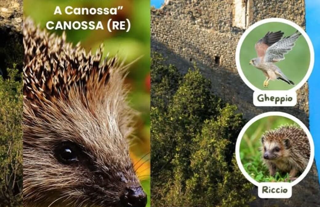 LIBERAZIONE IN NATURA DI ANIMALI SELVATICI a Canossa