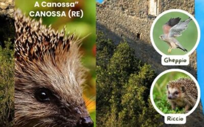 LIBERAZIONE IN NATURA DI ANIMALI SELVATICI a Canossa