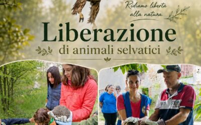 LIBERAZIONE IN NATURA DI ANIMALI SELVATICI a Traversetolo