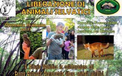 LIBERAZIONE IN NATURA DI ANIMALI SELVATICI a Traversetolo