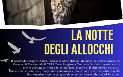 La notte degli allocchi a Casalgrande