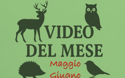 I video del CRAS di maggio e giugno 2026