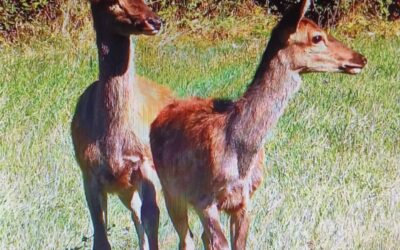 UNA PRECISAZIONE DAL RIFUGIO MATILDICO