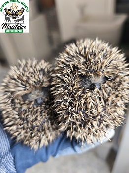 26.adozioni_MOLLY E SPILLO